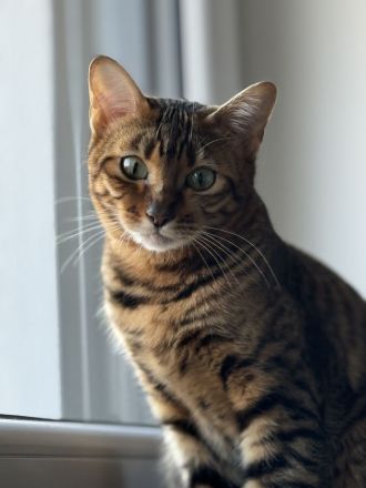 🐾 Liebevolle Toyger-Dame sucht neues Zuhause mit Freigang ❤️