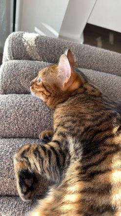 🐾 Liebevolle Toyger-Dame sucht neues Zuhause mit Freigang ❤️