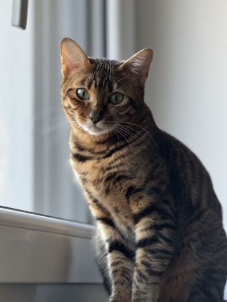 🐾 Liebevolle Toyger-Dame sucht neues Zuhause mit Freigang ❤️