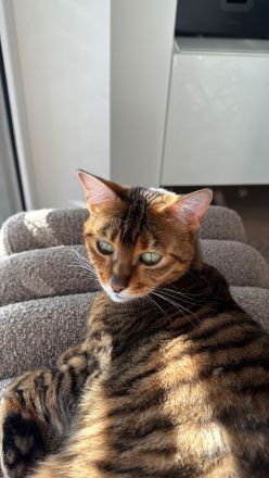🐾 Liebevolle Toyger-Dame sucht neues Zuhause mit Freigang ❤️
