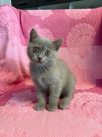 BKH Kitten, Katze