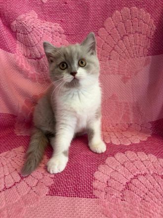 BKH Kitten, Katze