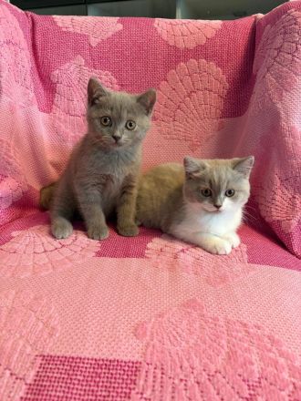 BKH Kitten, Katze