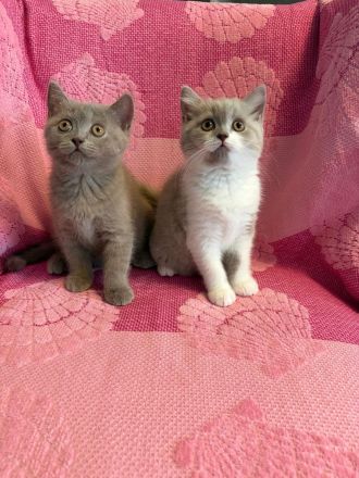 BKH Kitten, Katze