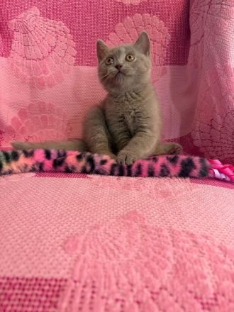 BKH Kitten, Katze