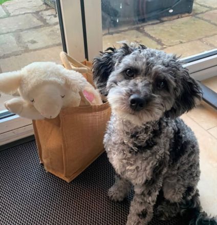 Cavapoo-Hündin