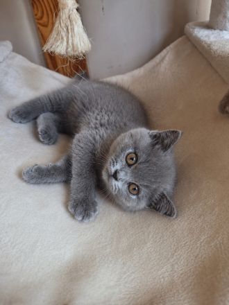 Britisch Kurzhaar Kitten
