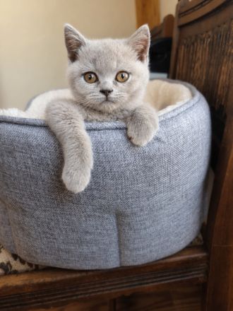 Britisch Kurzhaar Kitten