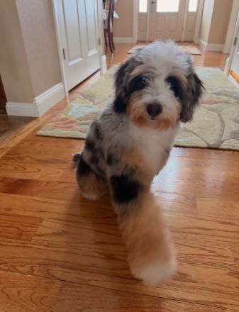 Bernedoodle-Hündin