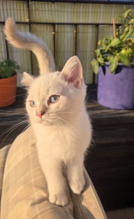 Rosie BKH Mädchen mit Traumcharakter/Stammbaum/2-fach Impfung/Gesundheitszeugnis/Gentests Eltern