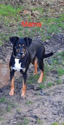 Jack Russell Foxterrier Mix Welpen