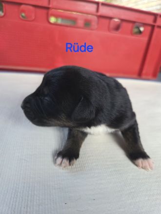 Jack Russell Foxterrier Mix Welpen