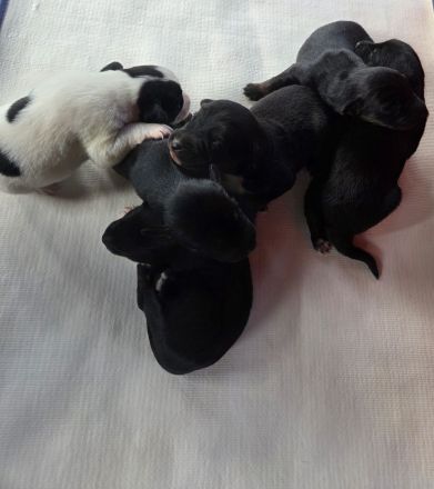 Jack Russell Foxterrier Mix Welpen