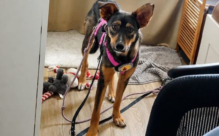 Zuhause gesucht für Happy