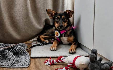 Zuhause gesucht für Happy