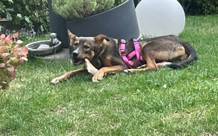 Zuhause gesucht für Happy