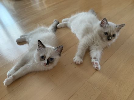 bezaubernde Birma/Ragdoll Kätzchen