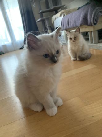bezaubernde Birma/Ragdoll Kätzchen