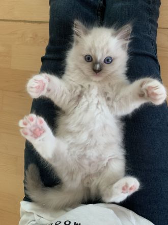 bezaubernde Birma/Ragdoll Kätzchen
