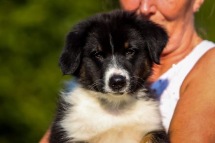 Pfälzer Shepherd Welpen 4 zauberhafte Welpen suchen ihre Familien fürs Leben