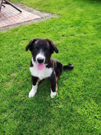 Australian Shepherd (Pfälzer) , zwei zauberhafte Junghunde suchen ihre Familien fürs Leben