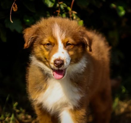 Pfälzer Shepherd Welpen 4 zauberhafte Welpen suchen ihre Familien fürs Leben