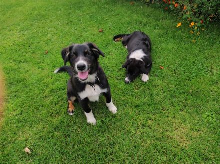 Australian Shepherd (Pfälzer) , zwei zauberhafte Junghunde suchen ihre Familien fürs Leben