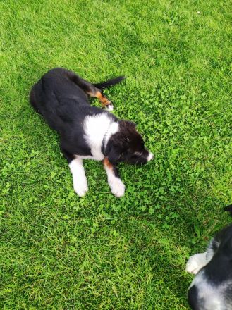 Australian Shepherd (Pfälzer) , zwei zauberhafte Junghunde suchen ihre Familien fürs Leben