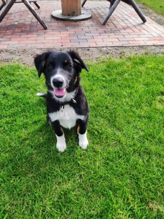 Australian Shepherd (Pfälzer) , zwei zauberhafte Junghunde suchen ihre Familien fürs Leben