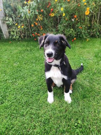 Australian Shepherd (Pfälzer) , zwei zauberhafte Junghunde suchen ihre Familien fürs Leben