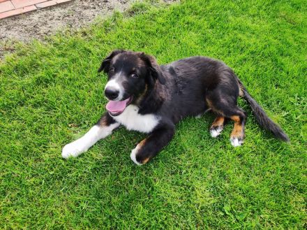 Australian Shepherd (Pfälzer) , zwei zauberhafte Junghunde suchen ihre Familien fürs Leben