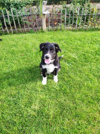 Australian Shepherd (Pfälzer) , zwei zauberhafte Junghunde suchen ihre Familien fürs Leben