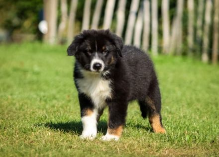 Unsere Pfälzer(Australien) Shepherd Welpen suchen ihr Für-Immer-Zuhause! Noch 2 Hündinnen u.2 Rüden