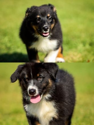 Australian Shepherd (Pfälzer)Welpen , zwei zauberhafte Welpen suchen ihre Familien fürs Leben