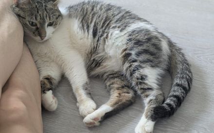 Marble sucht ihr Für-Immer-Zuhause