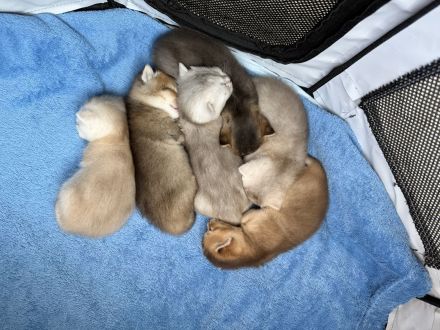 6 zuckersüße BKH-Kitten in Sankt Augustin suchen ab 24.10. ein liebevolles Zuhause!