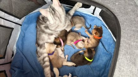 6 zuckersüße BKH-Kitten in Sankt Augustin suchen ab 24.10. ein liebevolles Zuhause!
