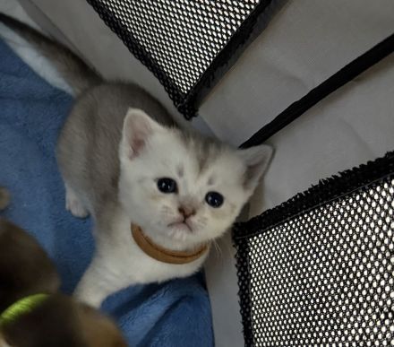 Noch 2 zuckersüße Boys (BKH-Kitten) suchen ab 24.10. ein liebevolles Zuhause!