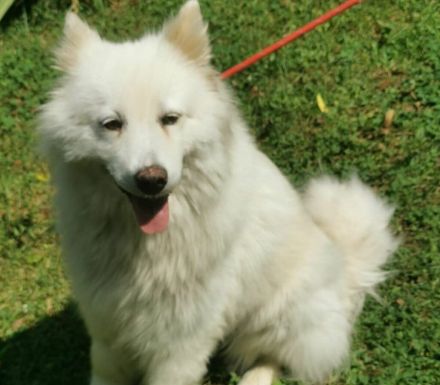 Samojedenhündin Talvi