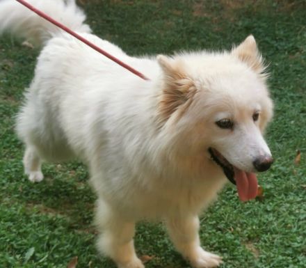 Samojedenhündin Talvi