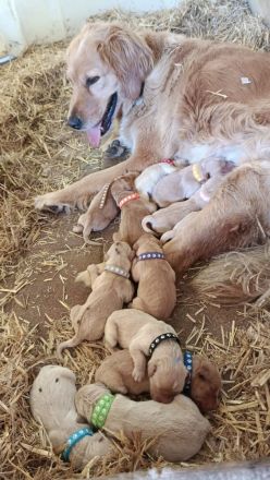 Golden Retriever Labrador Welpen