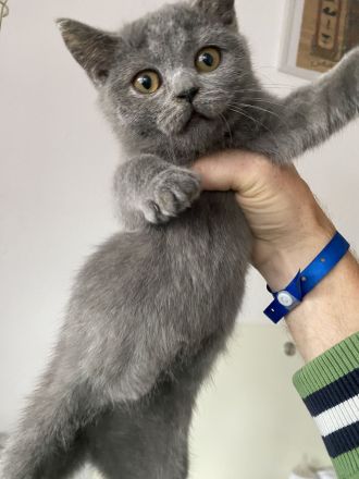 abgabebereit BKH Kitten