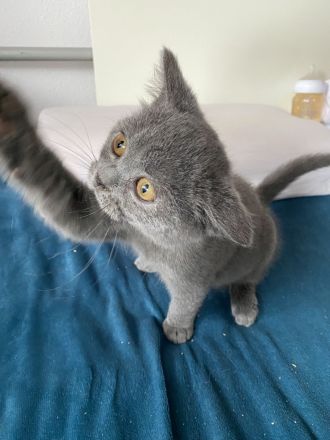 abgabebereit BKH Kitten