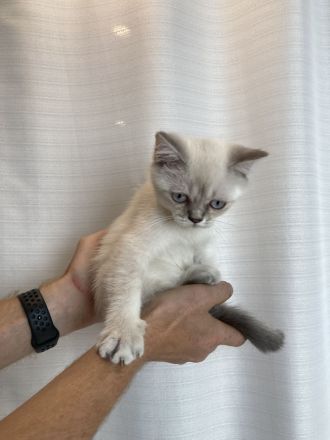 abgabebereit BKH Kitten
