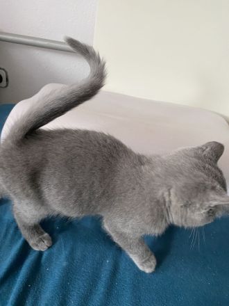abgabebereit BKH Kitten