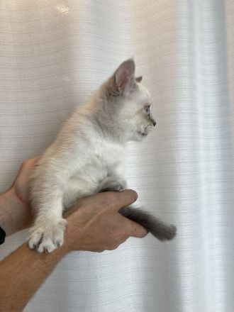 abgabebereit BKH Kitten