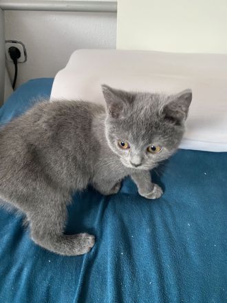 abgabebereit BKH Kitten