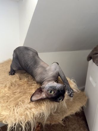 Liebe Sphynx Kätzin in gute Hände
