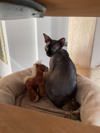 Liebe Sphynx Kätzin in gute Hände