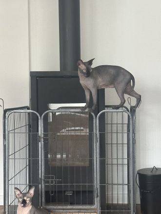 Liebe Sphynx Kätzin in gute Hände